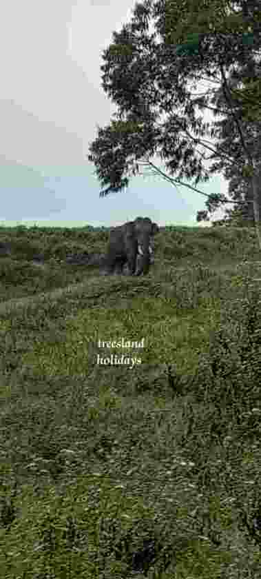 munnar elephant watching
